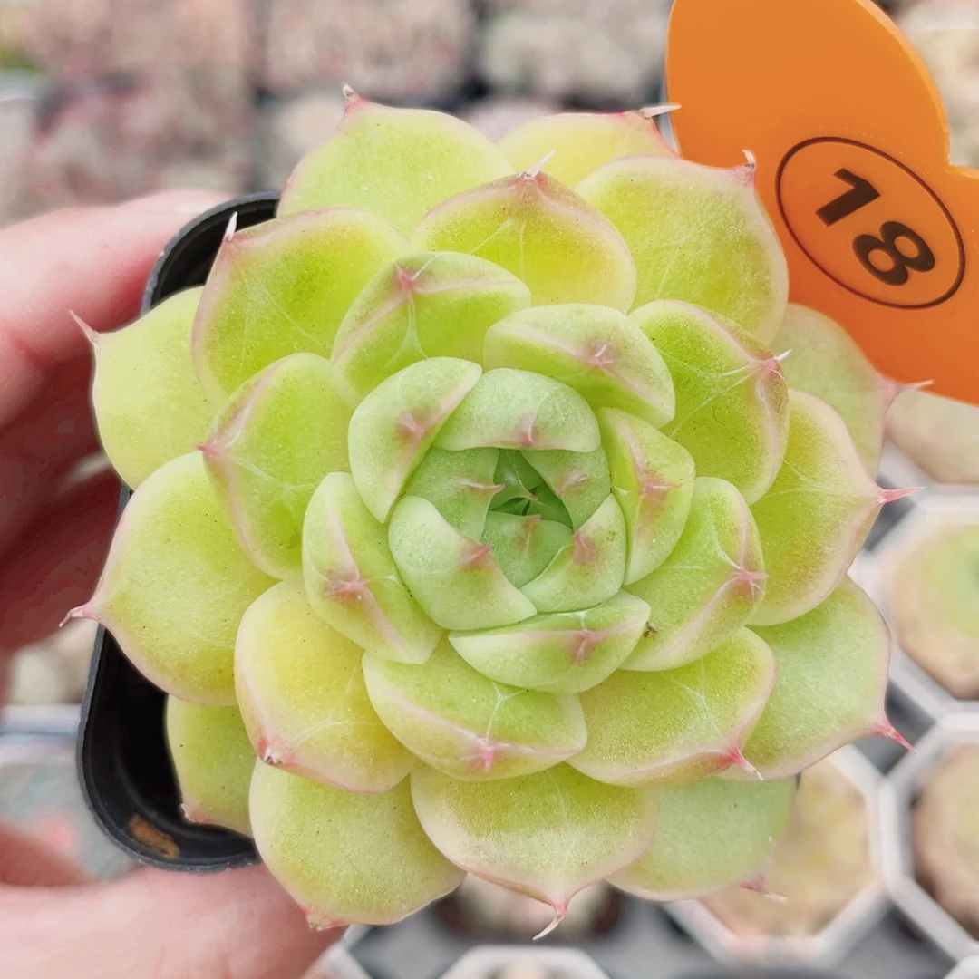 18号珍妮麦秆单头