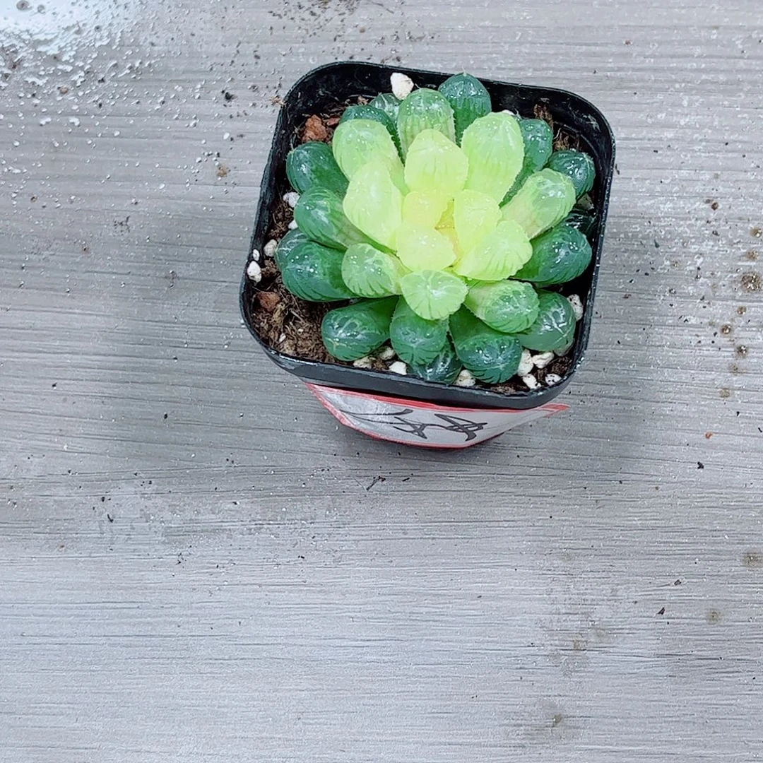 琥珀玉露一勿一拍