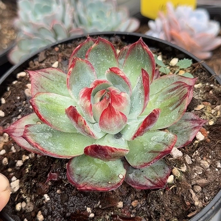 惊鸿一物一拍包装收缩花旱