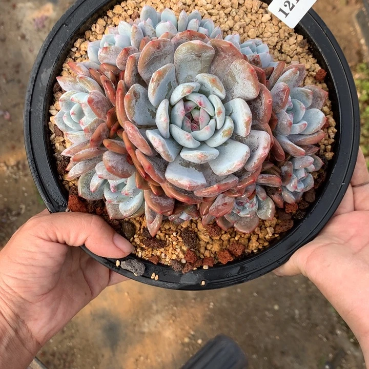 12153俄文嗯嗯嗯嗯加油