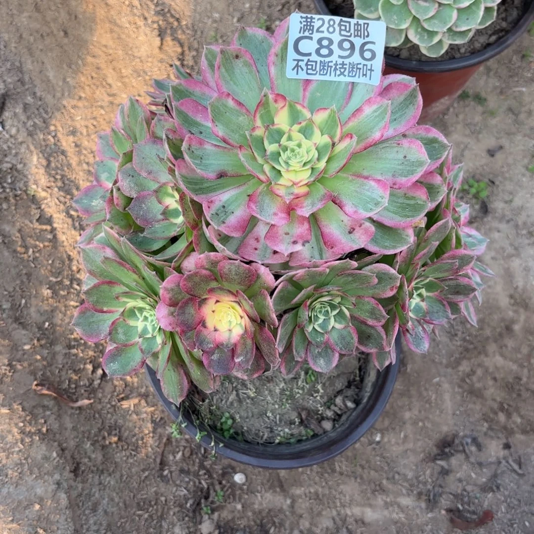 M.    896海鲜多肉11233