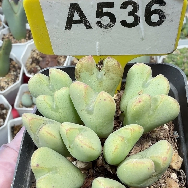 536mmmmmmmmmmmmmm