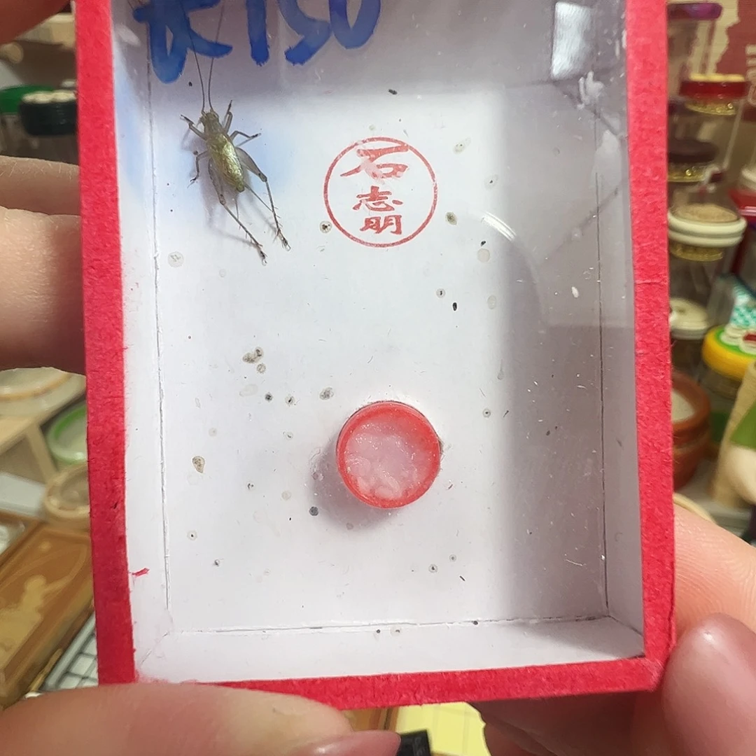 哈哈哈石大黄蛉一个