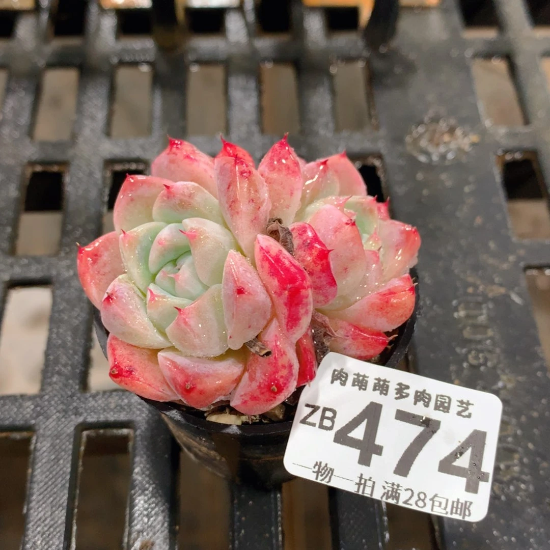 肉萌萌拇指盆精控多肉ZB474