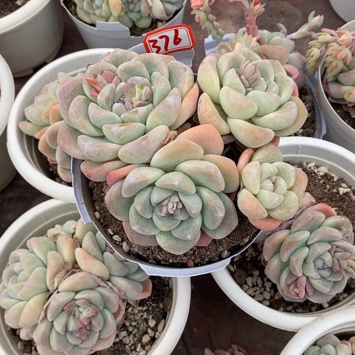 芳*一物一拍冰玉多肉376