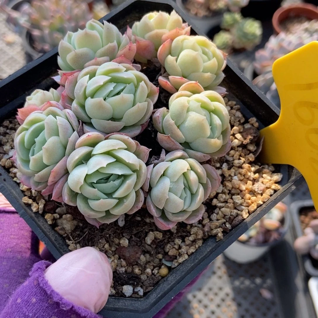 1608贝瑞多肉植物保护