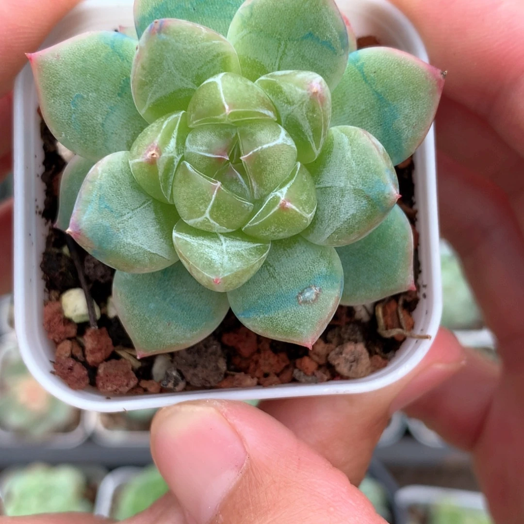 暗纹款透心。        4号