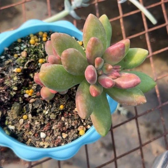 甜****y谢谢宝～一物一拍7335