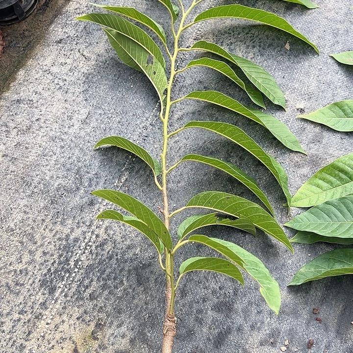 陈***福天使12577998654444