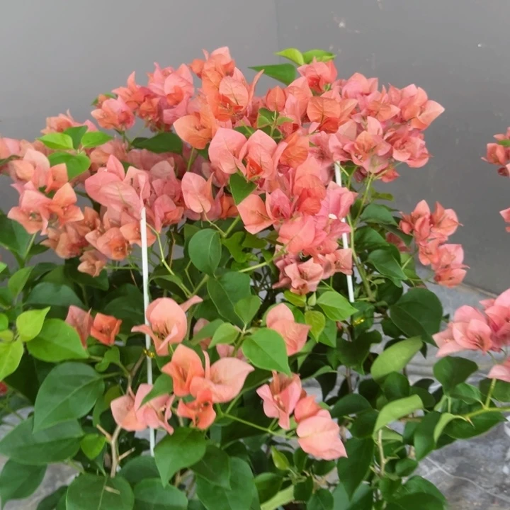 完全开放三角梅不甜西瓜