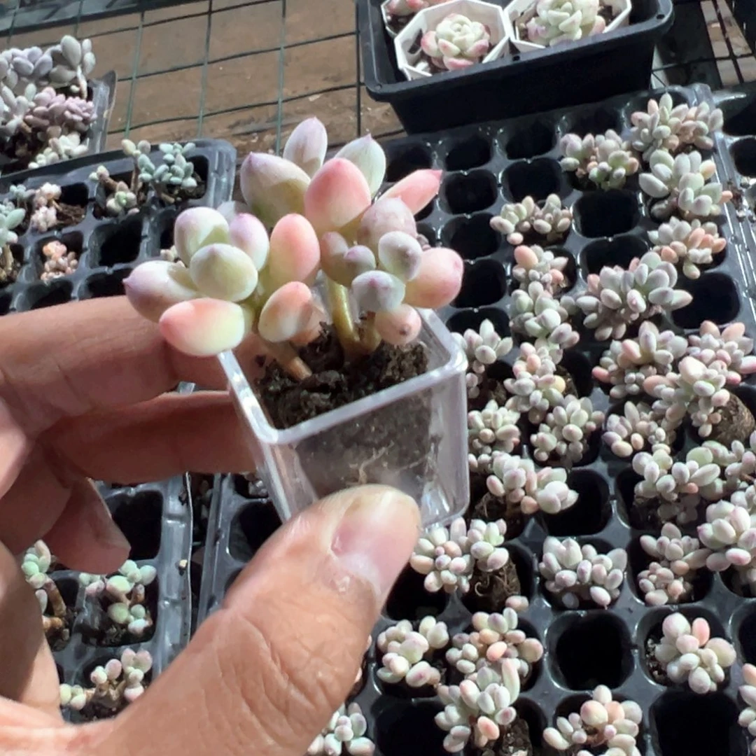 三日月美人三头群到手1颗大小3cm 不带盆 量拍多肉满18包邮