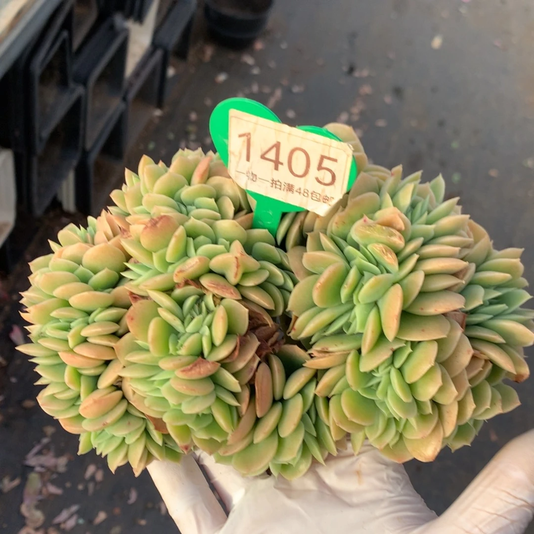 辛娜塔缀化一物一拍1405