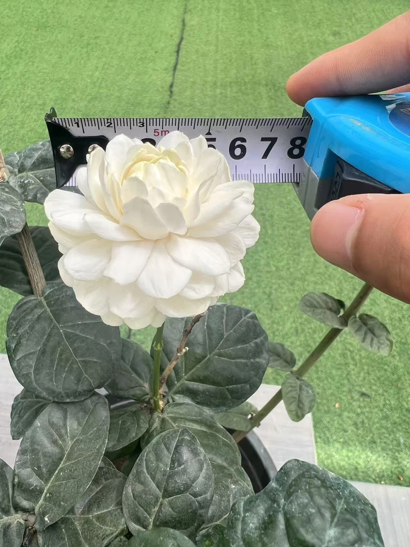 【三叶轮生圆叶虎头1加仑】新品种茉莉花盆栽老桩产地直销