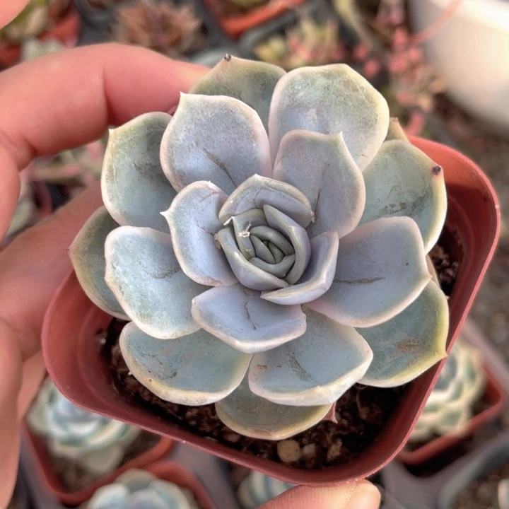 蓝色惊喜发3颗满18