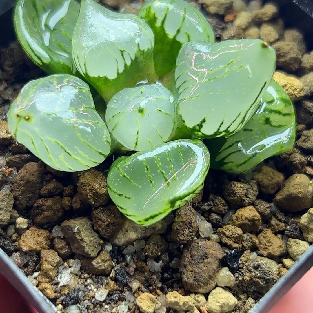 魔晶球十二卷多肉植物