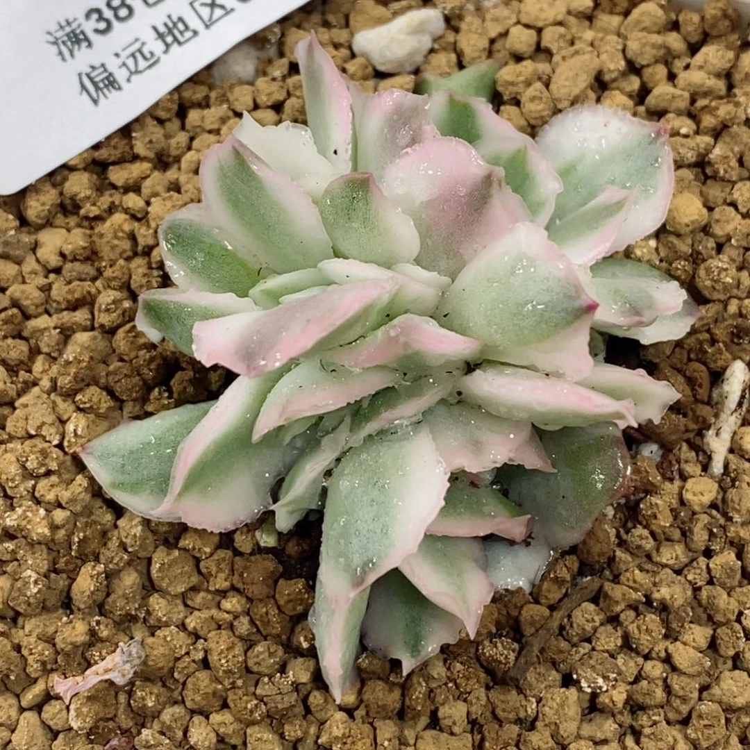 378紫蝴蝶锦群生 小方花圃一物一拍