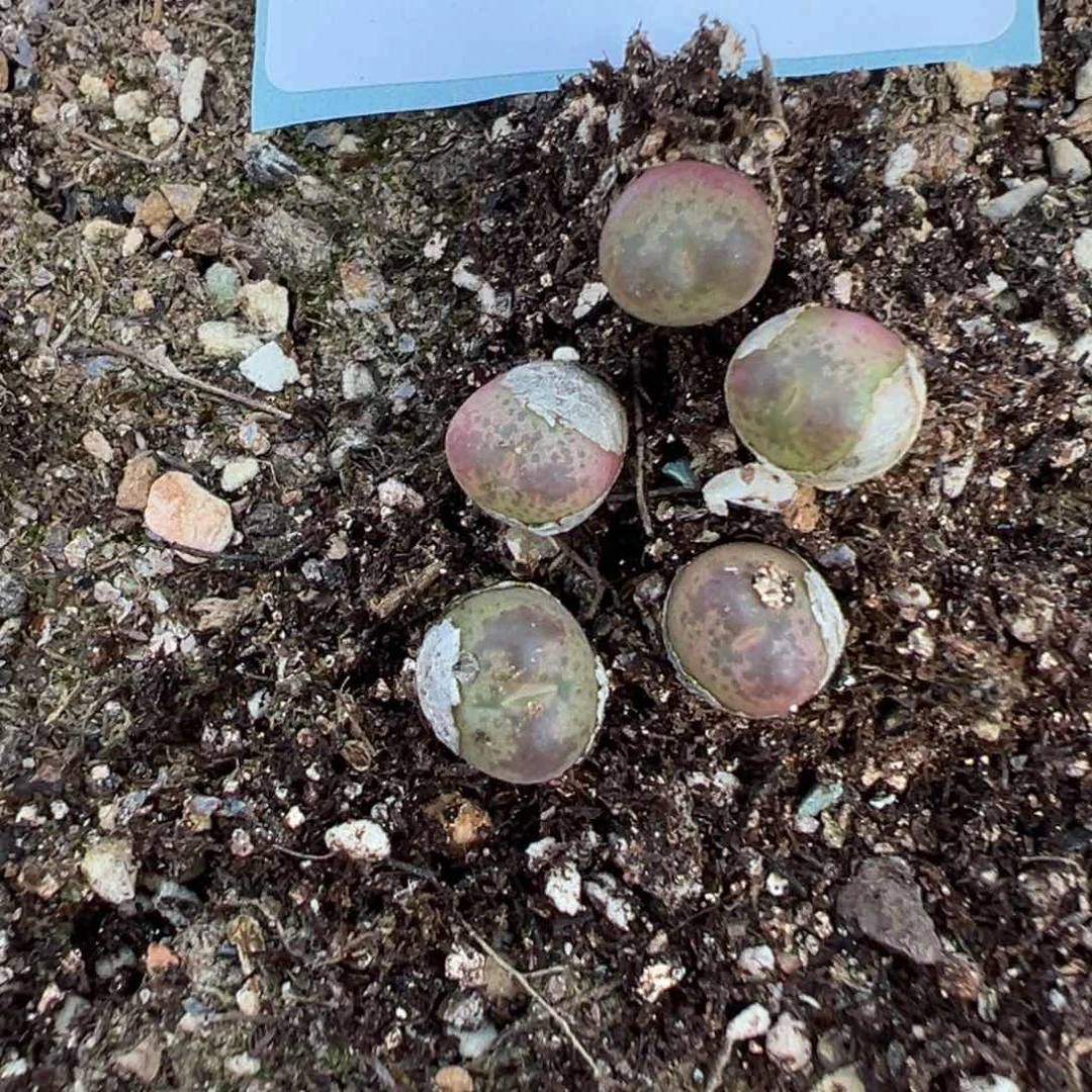 28-89量拍杂交一颗。多肉