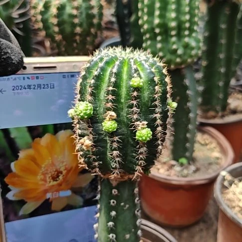 丽花秀普嫁接黄白70