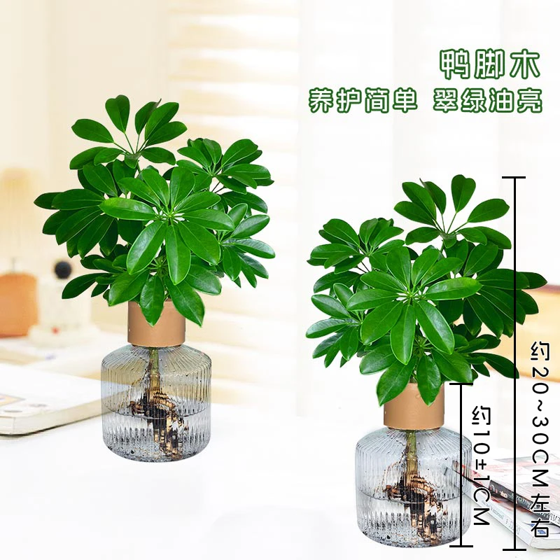 【两盆装】透明水培20~30CM七叶莲鸭脚木夏天前台绿植物桌面美观