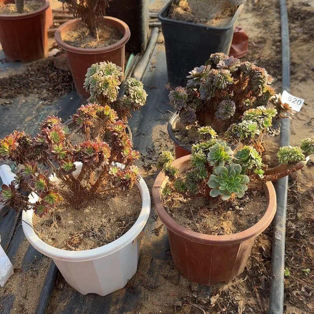 鱼****620红腹轮嘉年华铜壶有伤共4颗