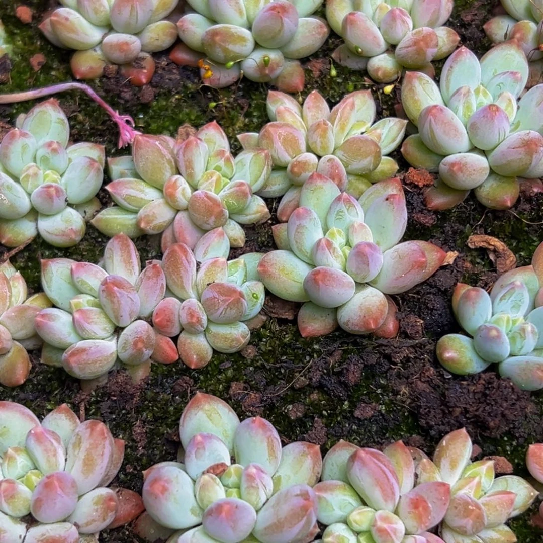 10棵美人系列多肉植物