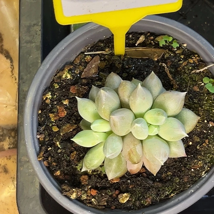 多肉植物海豚体哥特935