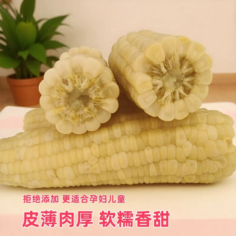 恬小诺广西甜糯白糯玉米真空装玉米棒2025年新鲜营养低脂代餐早餐