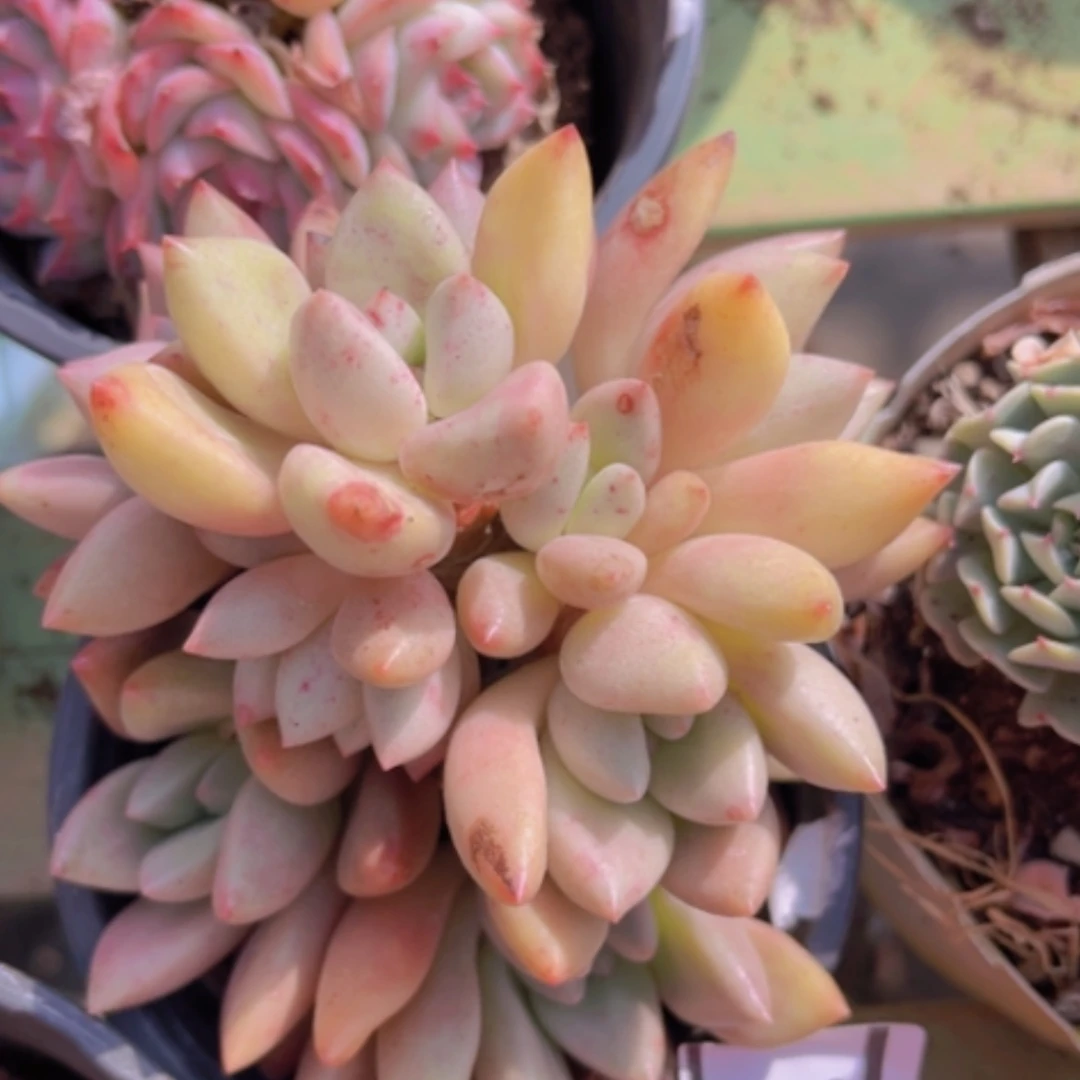 【闪购商品】桃花源1923