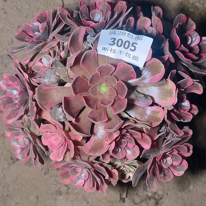 3005爱神多肉植物保护