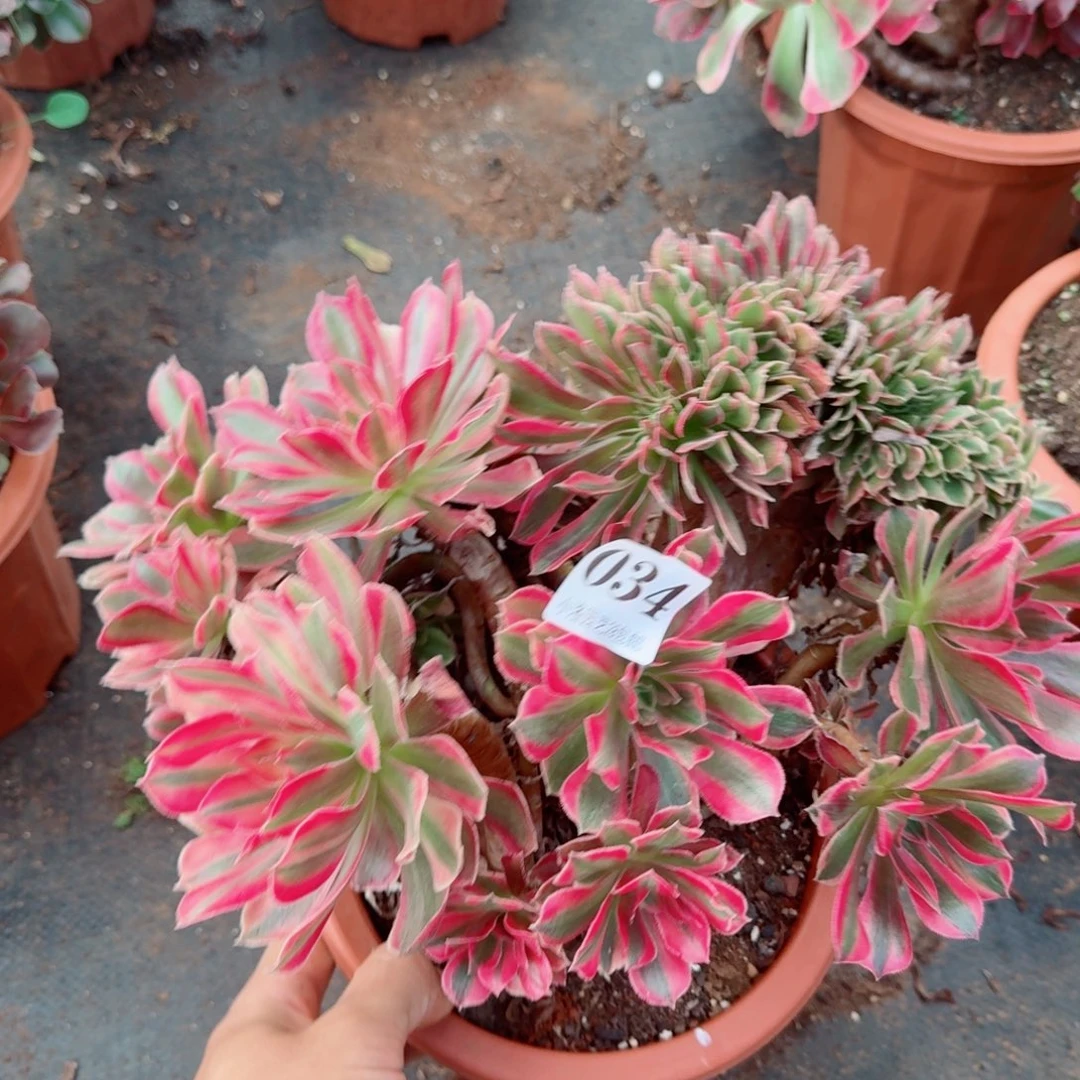 34号女神缀化多肉植物