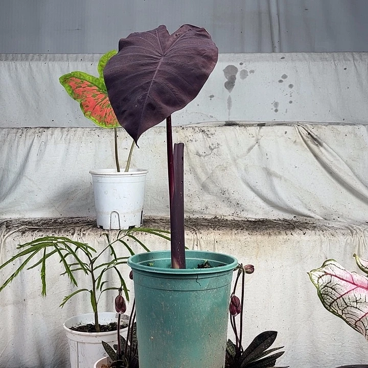 无花朵黑魔法彩叶芋