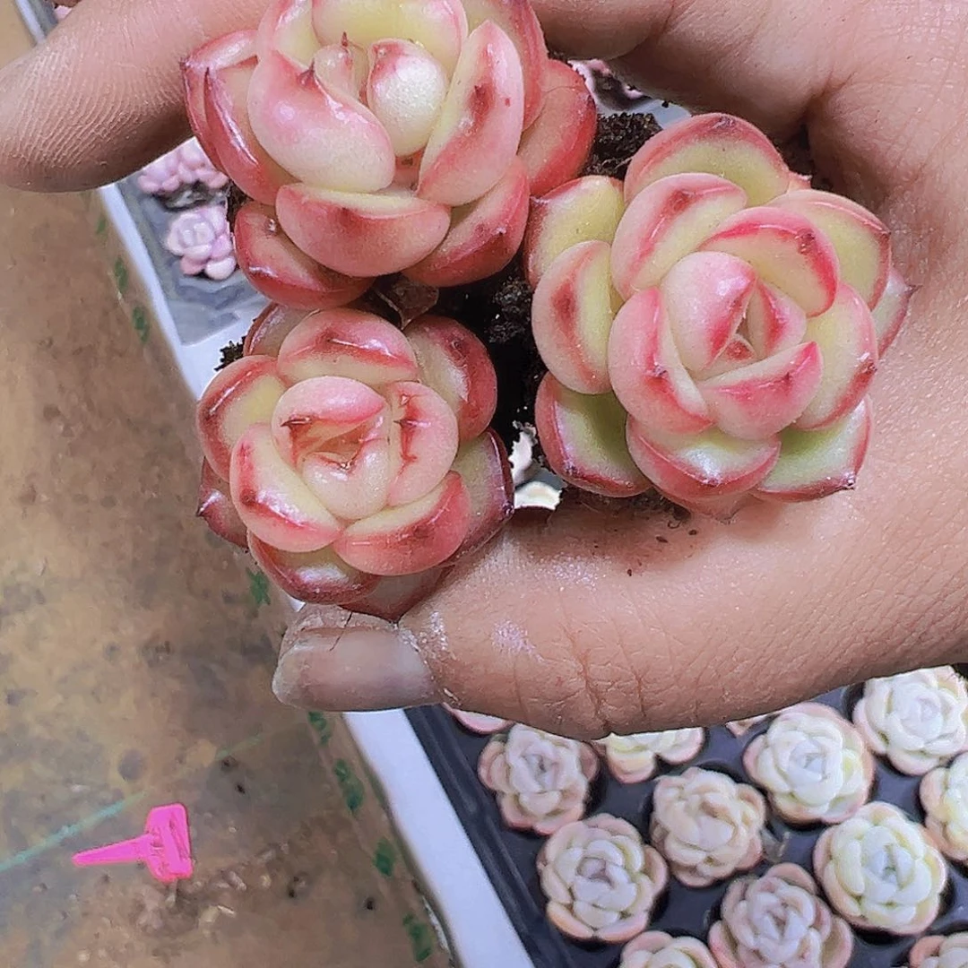 万宝龙3个19包邮