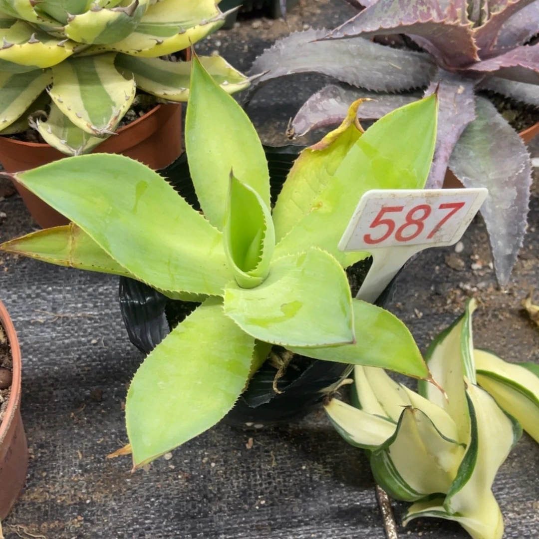 绿荷UCB龙舌兰系列