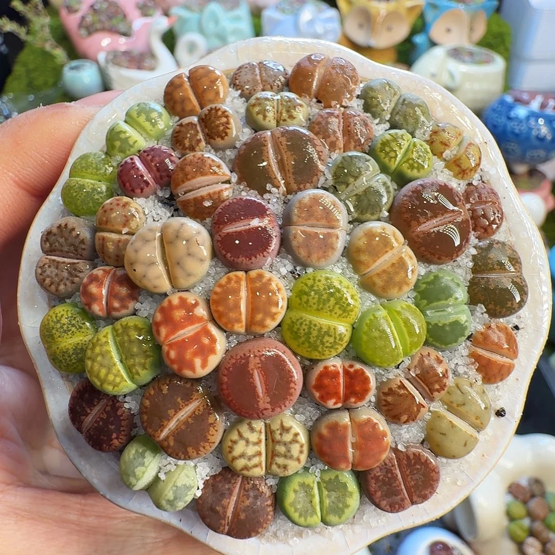 多肉植物的生长发育1079