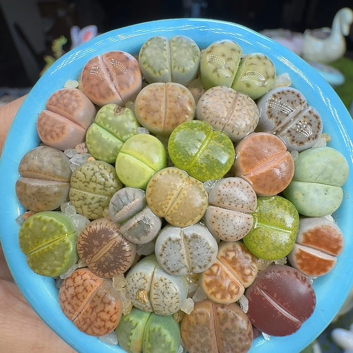 多肉植物福利冲1014