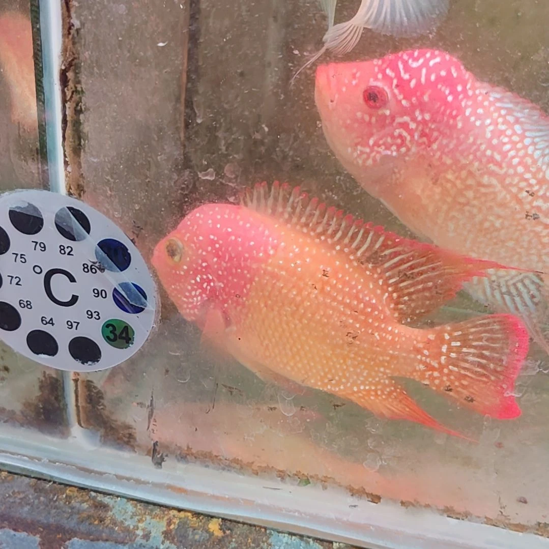 罗汉鱼222222222222