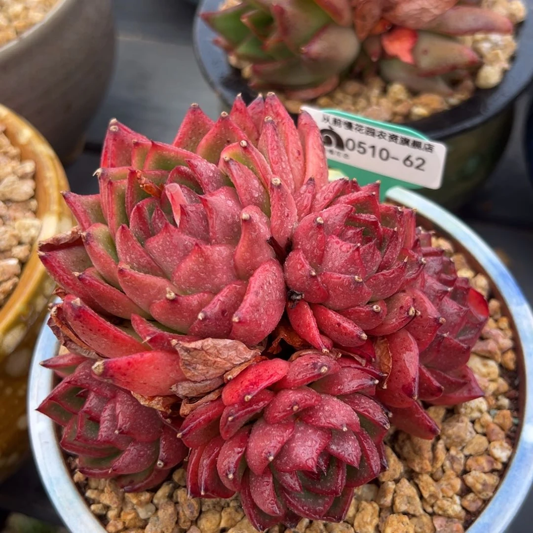 从前慢多肉精选编号0510.62