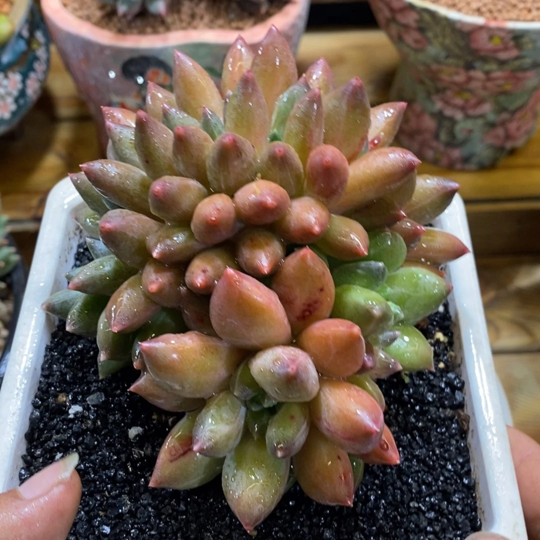 重楼朵缀多肉植物