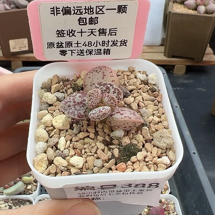 388紫马蛋多肉植物