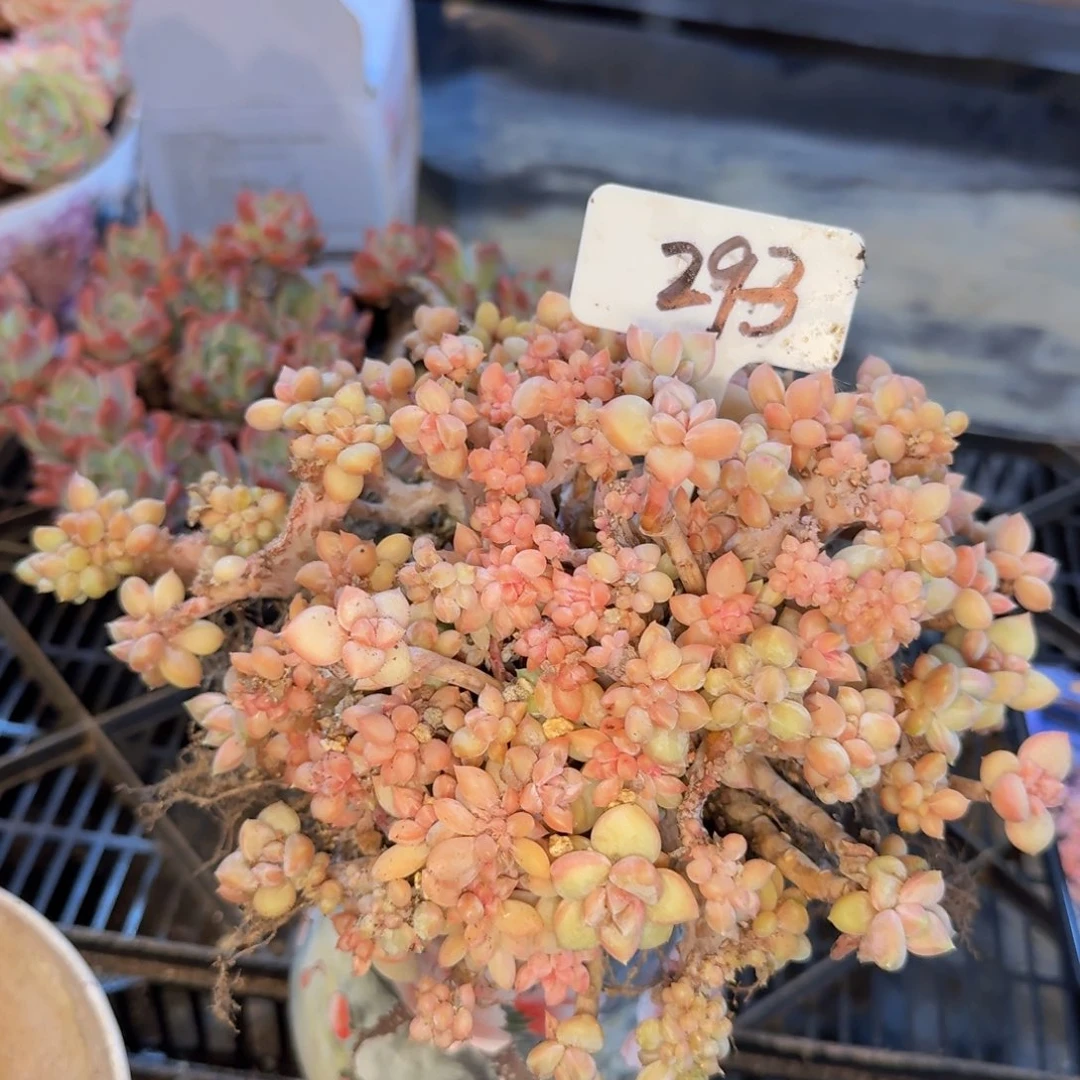 多肉植物的生长发育和生长