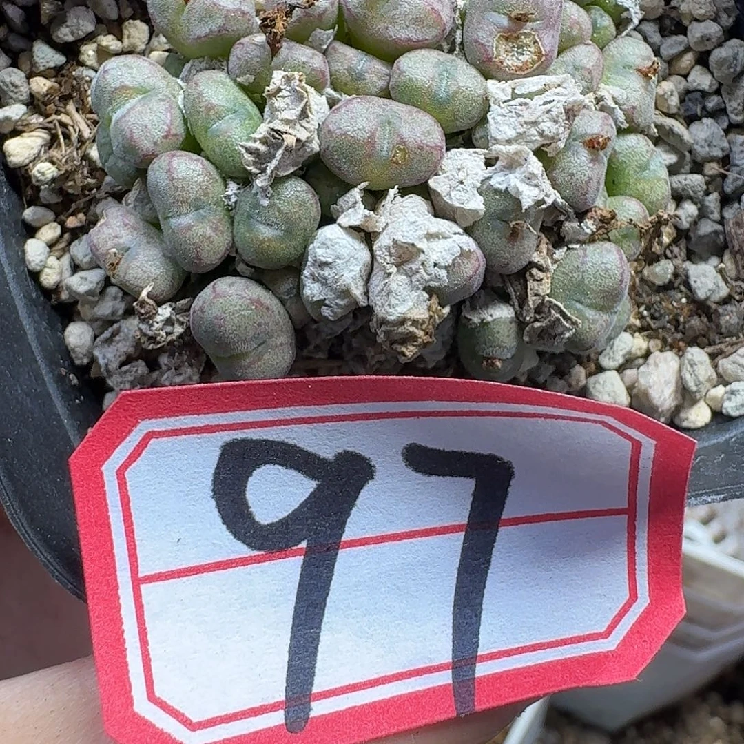 多肉植物的人生dfv