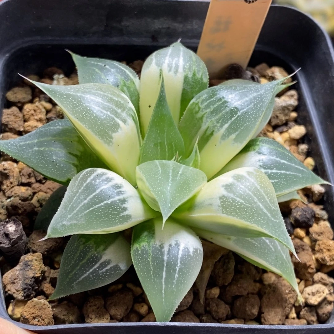 245号实生寿锦多肉植物