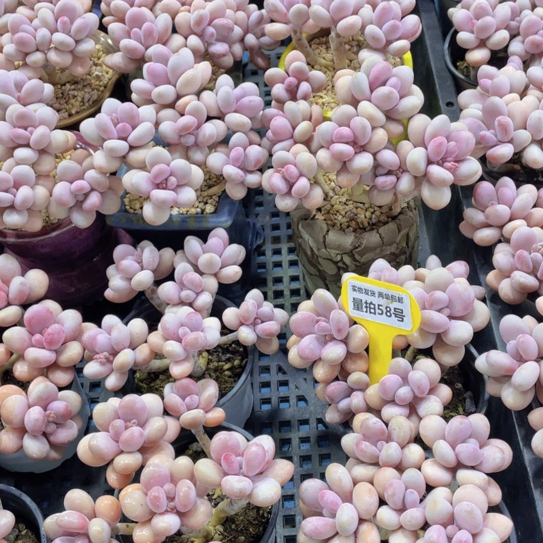 量拍58号 老桩丸叶水光针桃蛋六头起一个