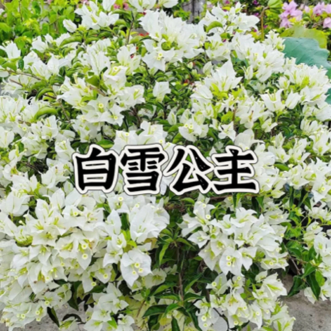 【白雪公主1颗苗】三角梅四季开花勤花庭院阳台爬藤好养  遇见基地。