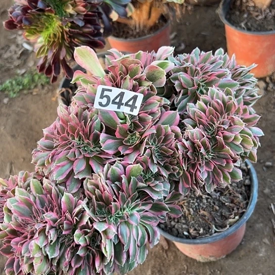 明***o多肉植物一女巫544