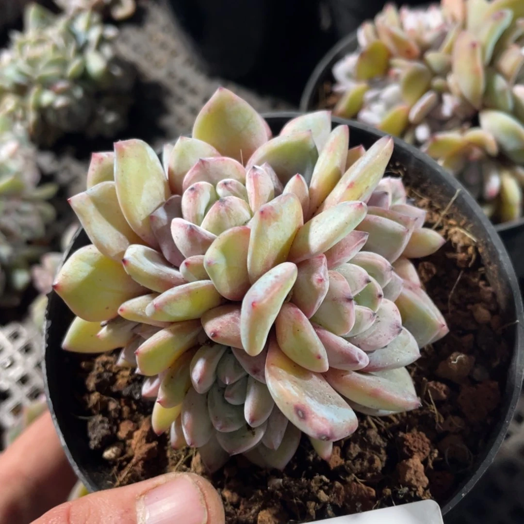 颜语专拍冰玉群生多头寄养