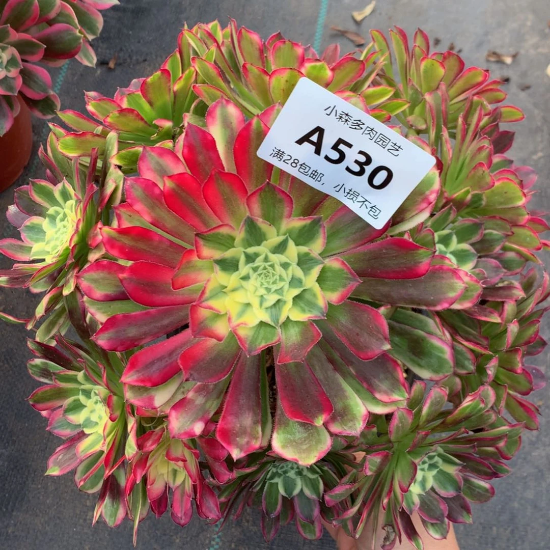 530天河88888888888