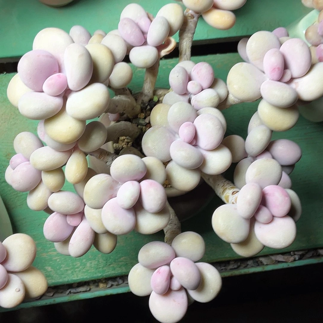 创**导多肉植物的生长发育与生长发育