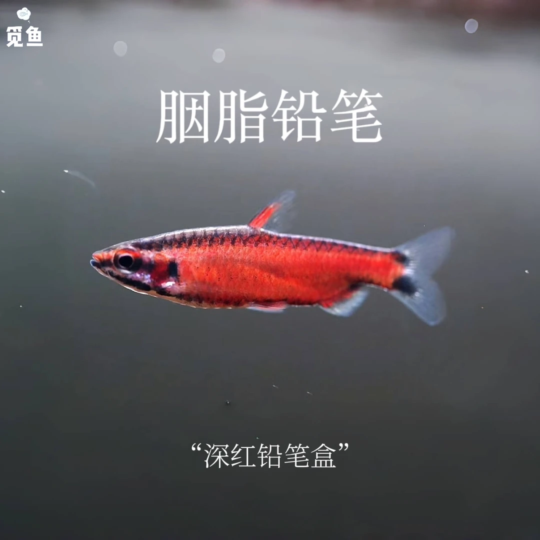 【觅鱼】胭脂铅笔 高端集邮灯鱼 小型热带观赏鱼 活体