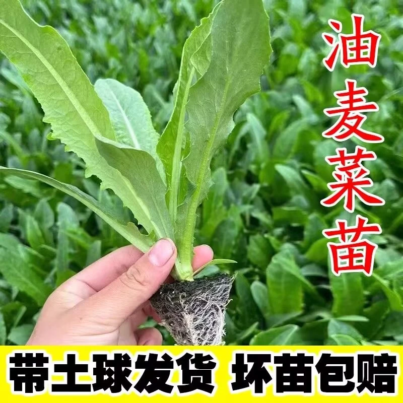 油麦菜苗秧苗麦香味油麦菜广东小叶圆叶香甜生菜苗水培四季蔬菜苗